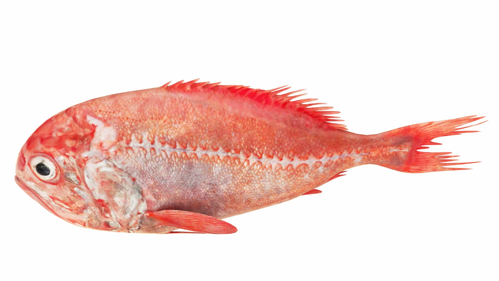 3D Roughy Fish - TurboSquid 2380195