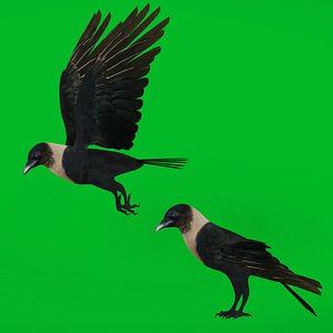 Asian Indian House Crow Bird