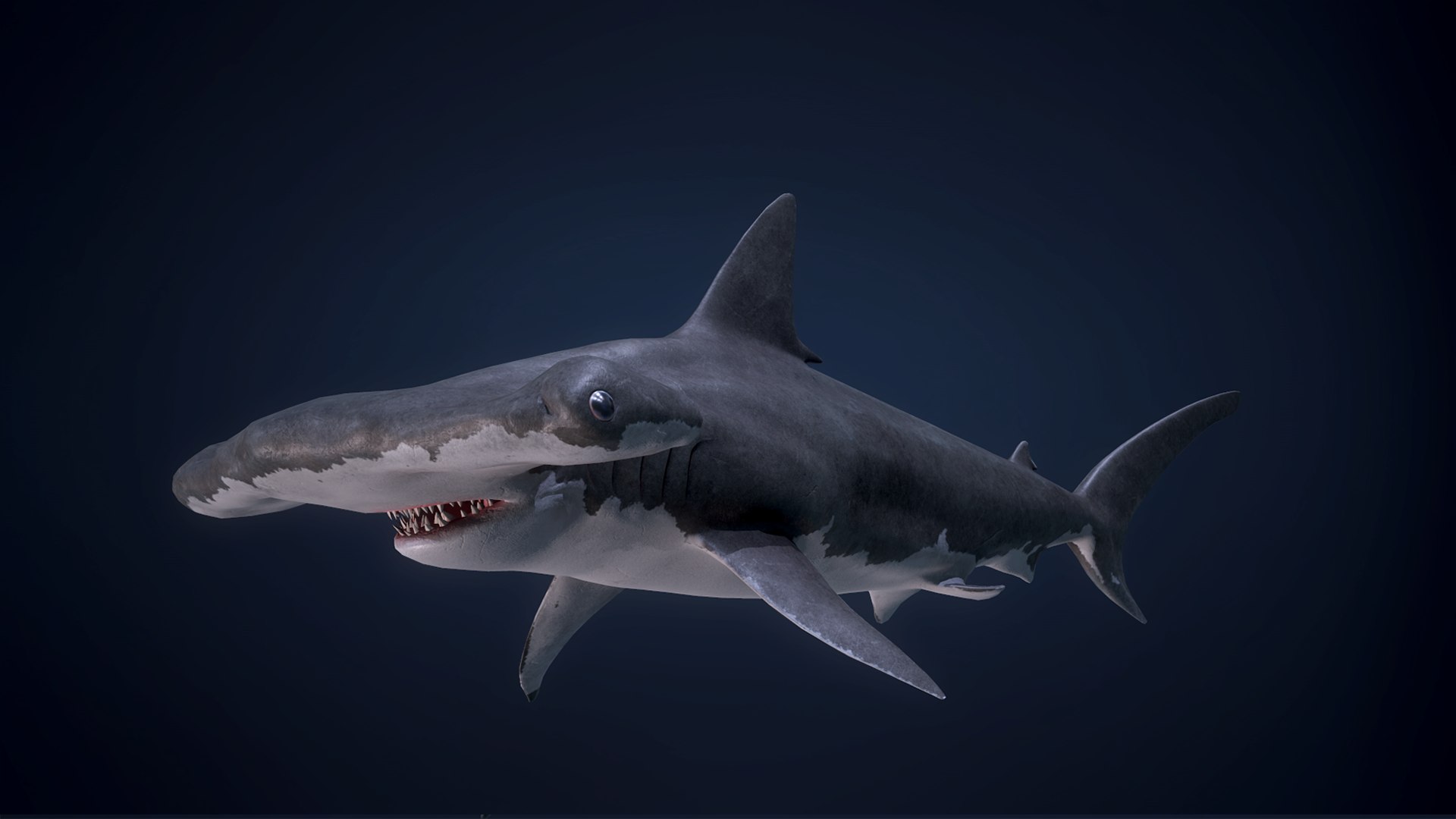 3D Hammerhead Shark - Game Ready - TurboSquid 1752176