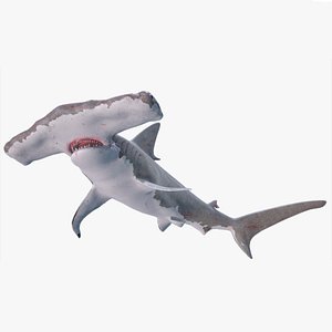3D Hammerhead Shark - Game Ready