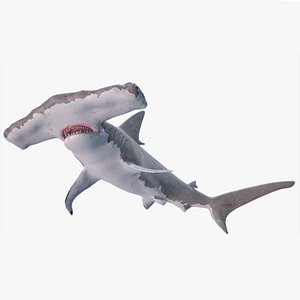 Hammerhead Shark - Game Ready