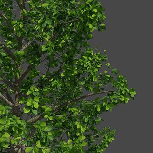 XfrogPlants Black Olive Tree - Bucida Buceras 3D model