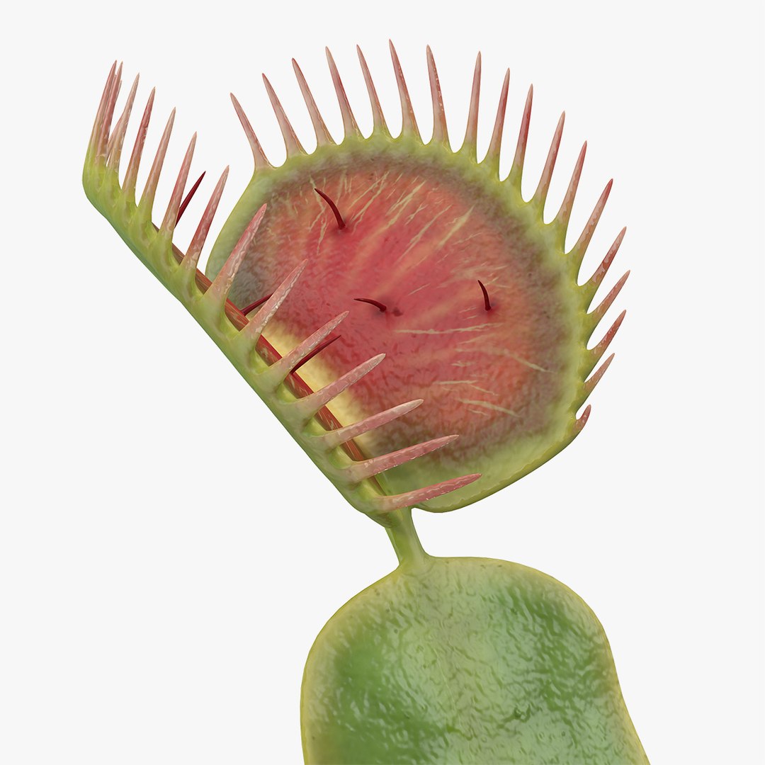 Venus Flytrap Dionaea Muscipula Rigged for Modo 3D model preview