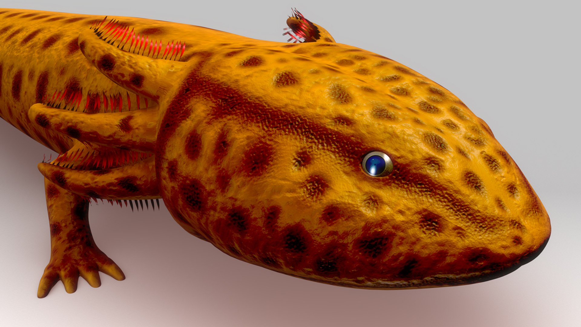 obj mudpuppy https://p.turbosquid.com/ts-thumb/xm/grqV2K/acrtE8Hv/b0514mudpuppy_perspective.0001/jpg/1476365425/1920x1080/fit_q87/dd1110c79e25680806a1ad5fa660b9459e4d90d4/b0514mudpuppy_perspective.0001.jpg