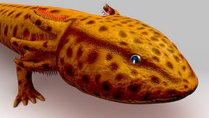 Mudpuppy