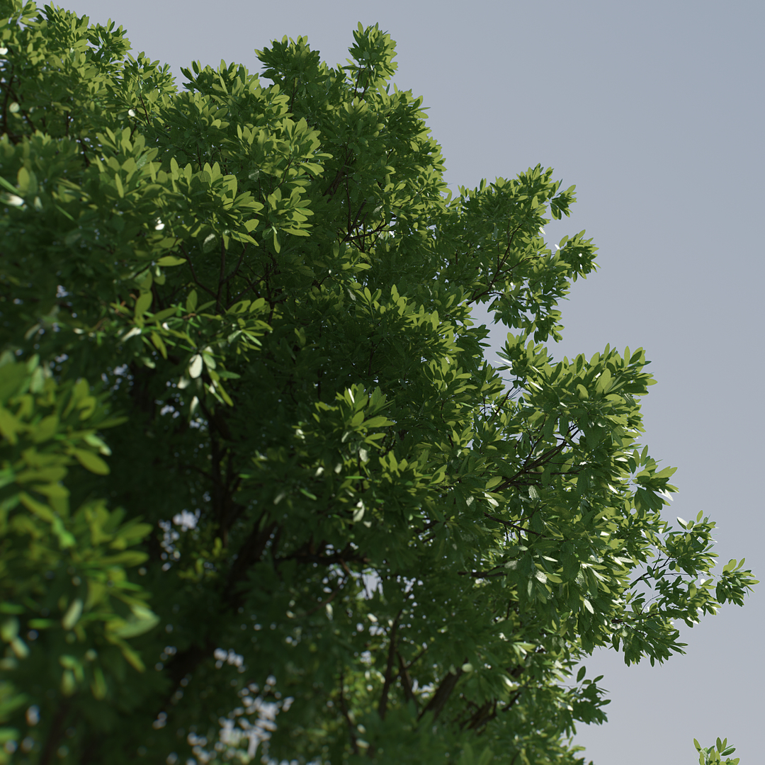 3D Model Hi Resolution Tree - TurboSquid 1426326