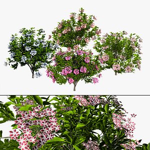 Mountain Laurel Flowering plants