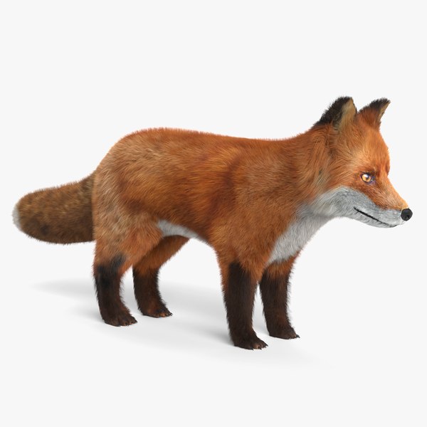 Young Fox 3D model