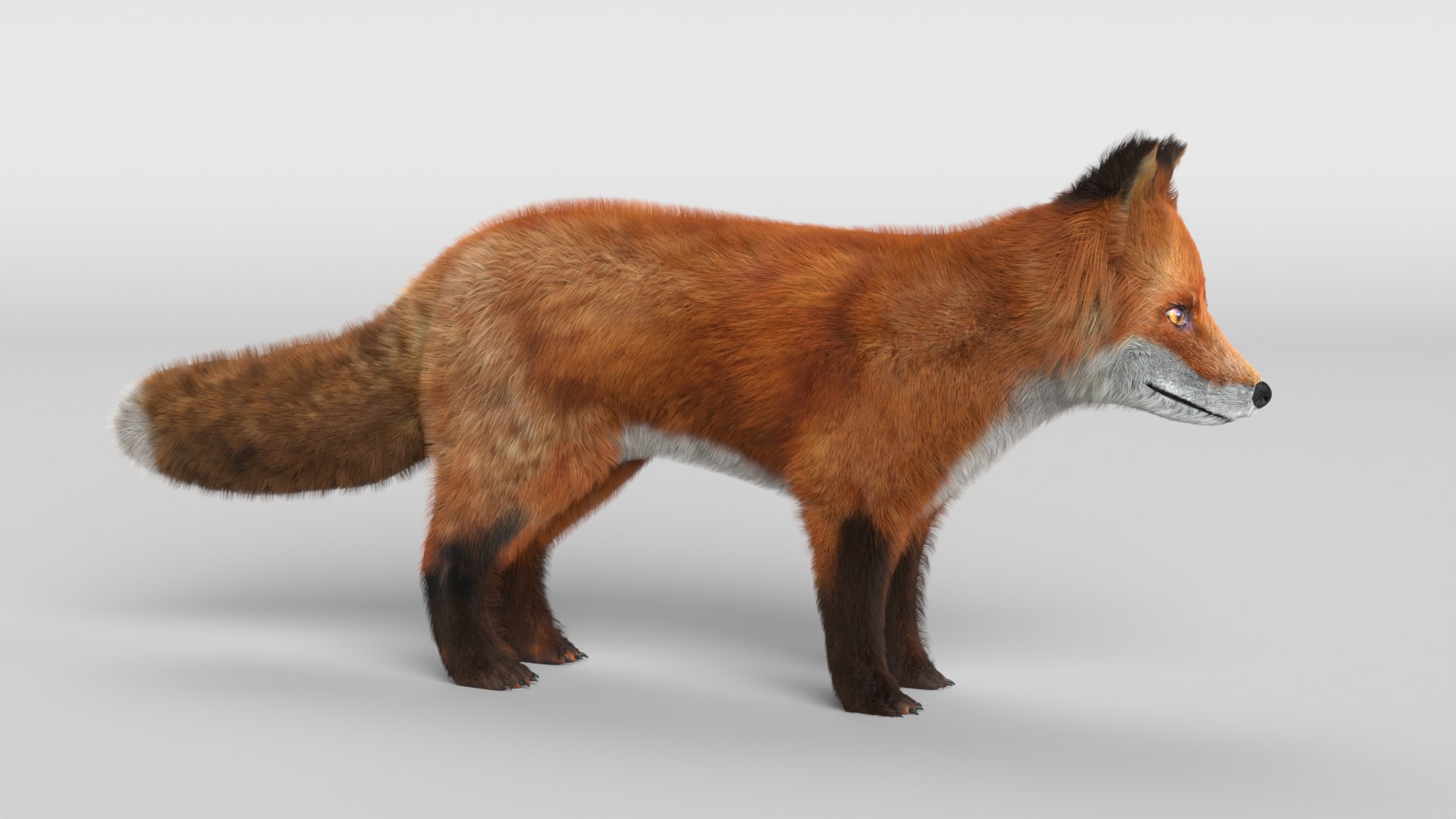 Young Fox 3D Model - TurboSquid 2117116