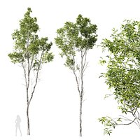 HQ Plants Castanea Sativa