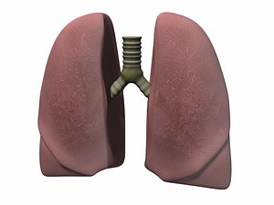 3d lung human lu model