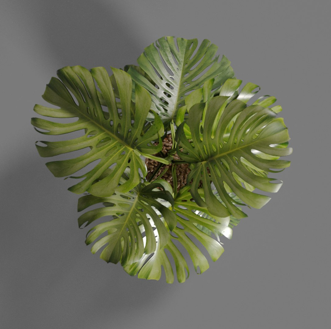 3D monstera pot https://p.turbosquid.com/ts-thumb/xn/P9NOXc/WdqFmYHd/20180608_133335/png/1528455806/1920x1080/fit_q87/62073fe0d87134feaf33b228b84b9ff0e2863ad1/20180608_133335.jpg