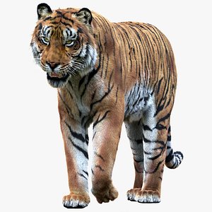 Tiger Amur Animated 3D Model $119 - .max .3ds .dae .obj .fbx - Free3D