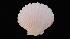 3D sea scallop shell