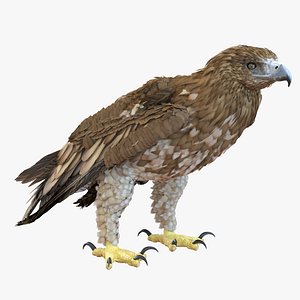 3d gurney eagle pose 5