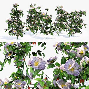 Wild rose flower cluster 3D model