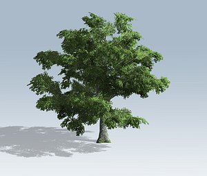 Tree - White Oak