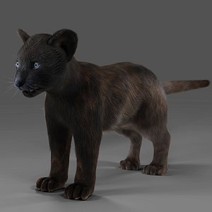 3D Fur Baby Black Panther NO Rigged in Blender 3D model