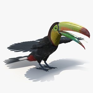 Keel Billed Toucan with Wings Spread Fur for Maya