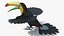 Tucano-de-bico-quilha com asas abertas e pelo para Maya