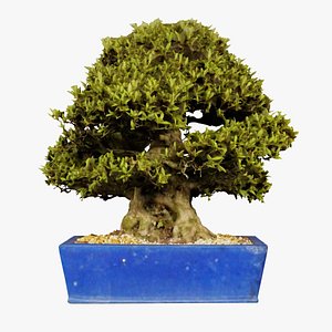 Satsuki Nyohozan 1 Bonsai Tree Remastered 3D model