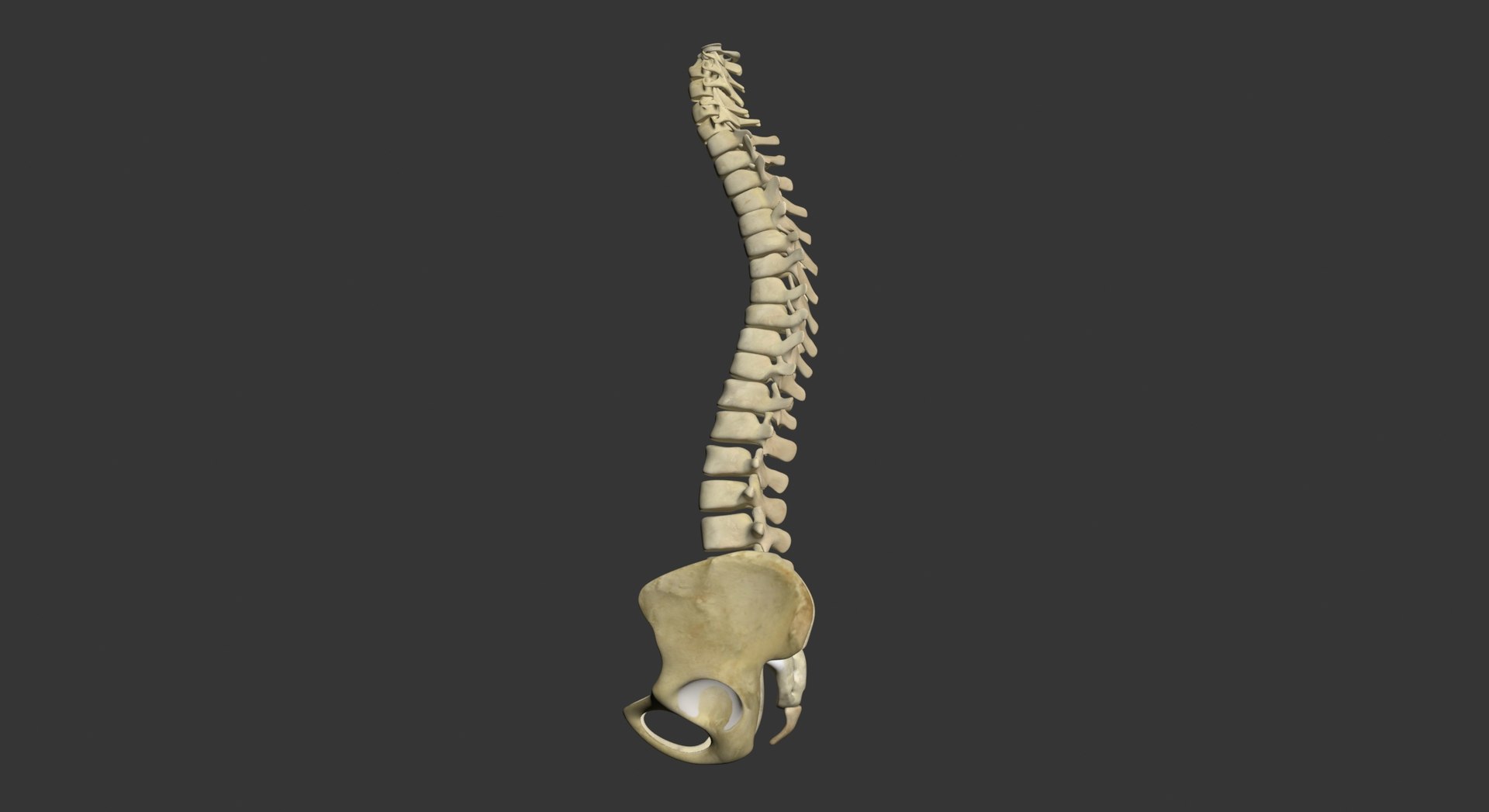 Human Spine 3d Model