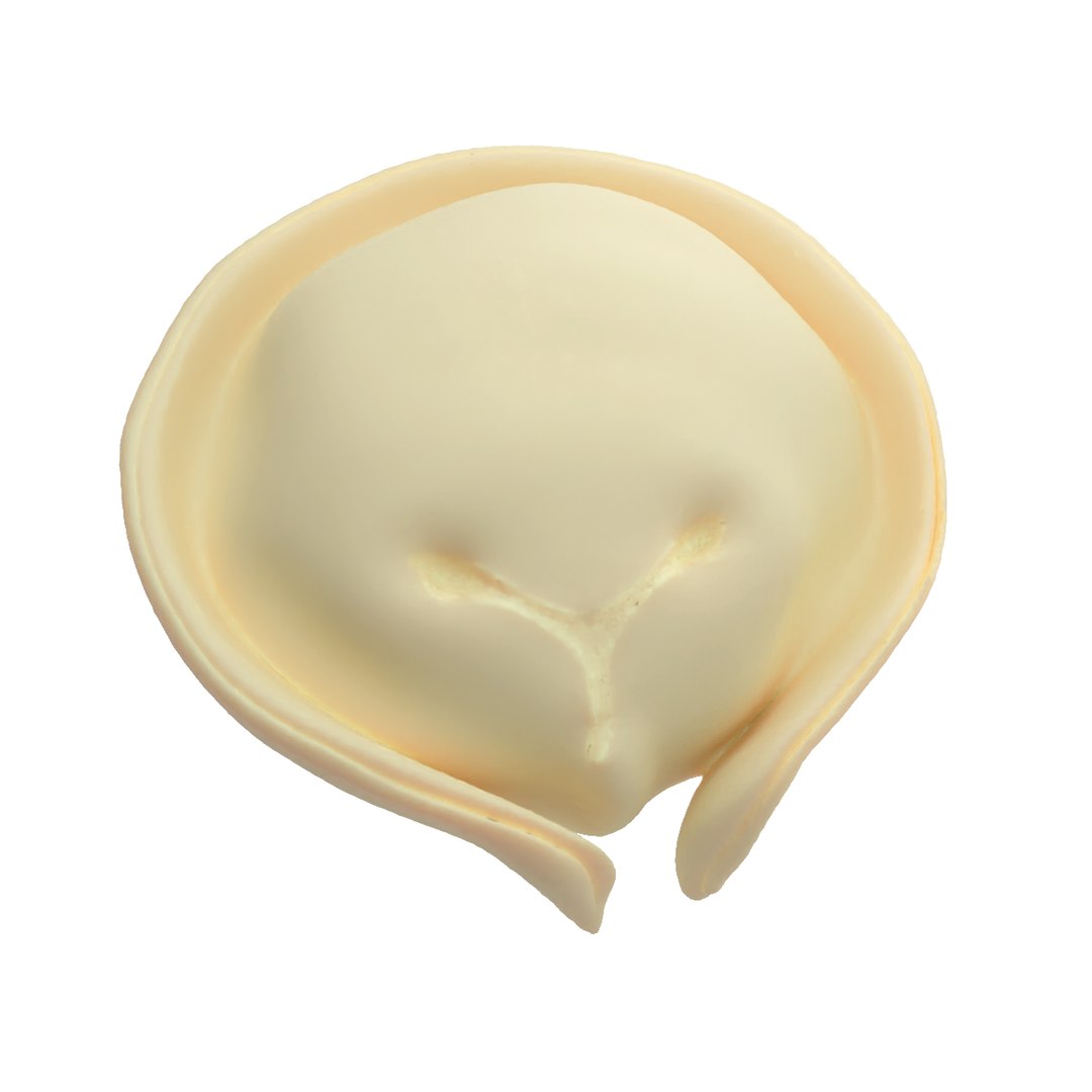 dumplings Modelo 3D - TurboSquid 1716693
