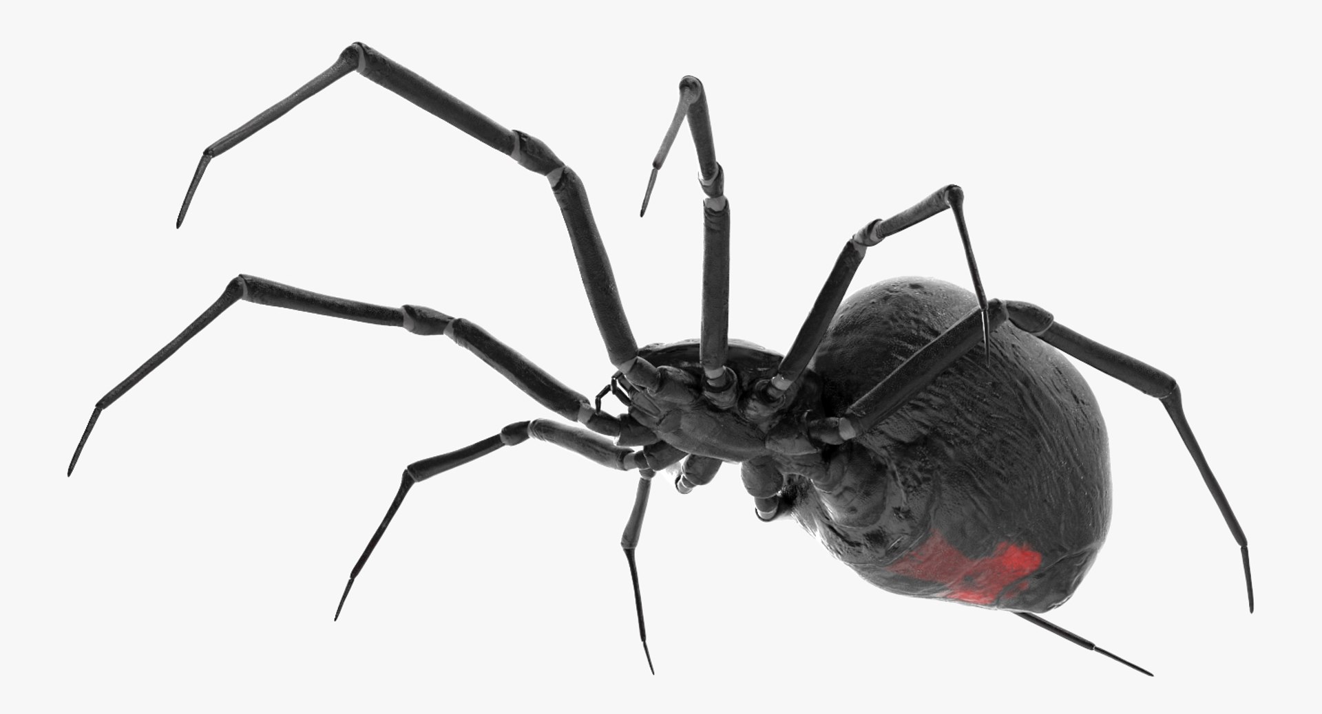 3D black widow spider rigged https://p.turbosquid.com/ts-thumb/xo/DbLb6Y/A54qiYim/blackwidowspiderriggedcinemac4d3dmodel14/jpg/1498191787/1920x1080/fit_q87/3233a01bbd1ba9d5360991ebe8c8444fd496886e/blackwidowspiderriggedcinemac4d3dmodel14.jpg