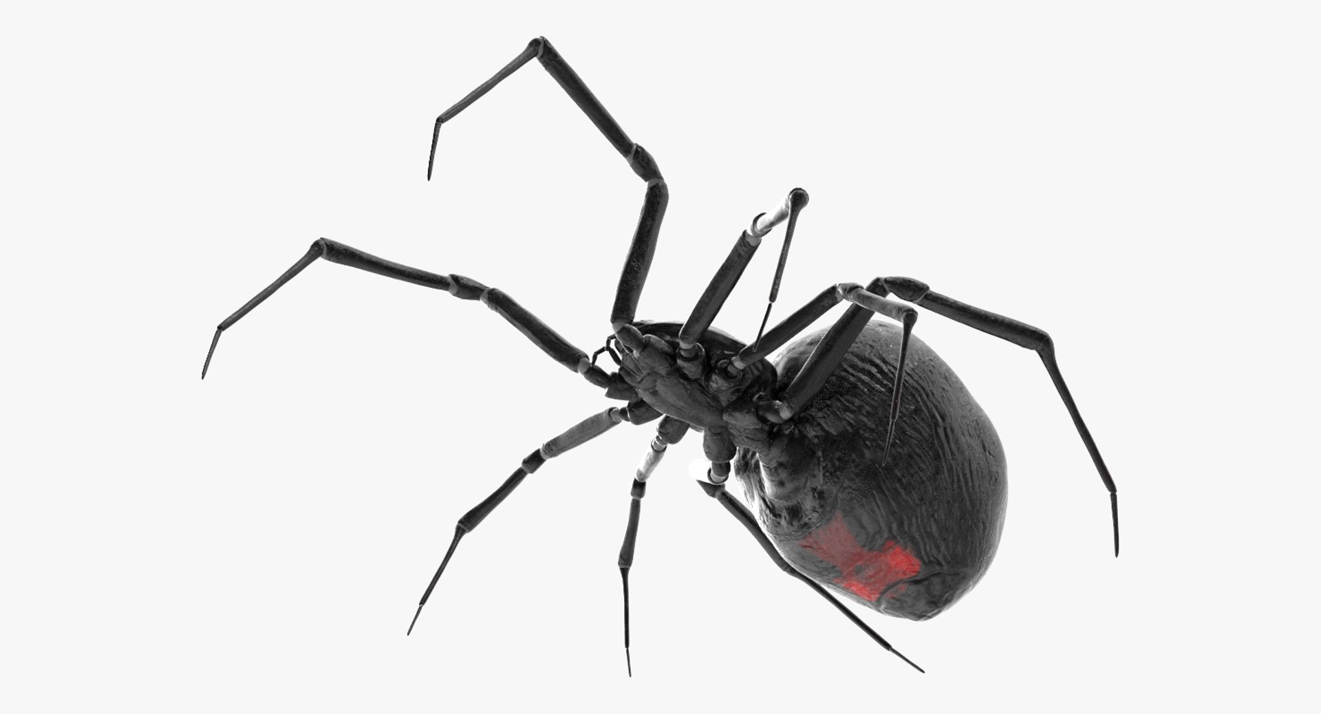 3D black widow spider rigged https://p.turbosquid.com/ts-thumb/xo/DbLb6Y/BskqiLaD/blackwidowspiderriggedcinemac4d3dmodel16/jpg/1498191787/1920x1080/fit_q87/66f587e6878b3da3d258c46367a307ba228a115b/blackwidowspiderriggedcinemac4d3dmodel16.jpg