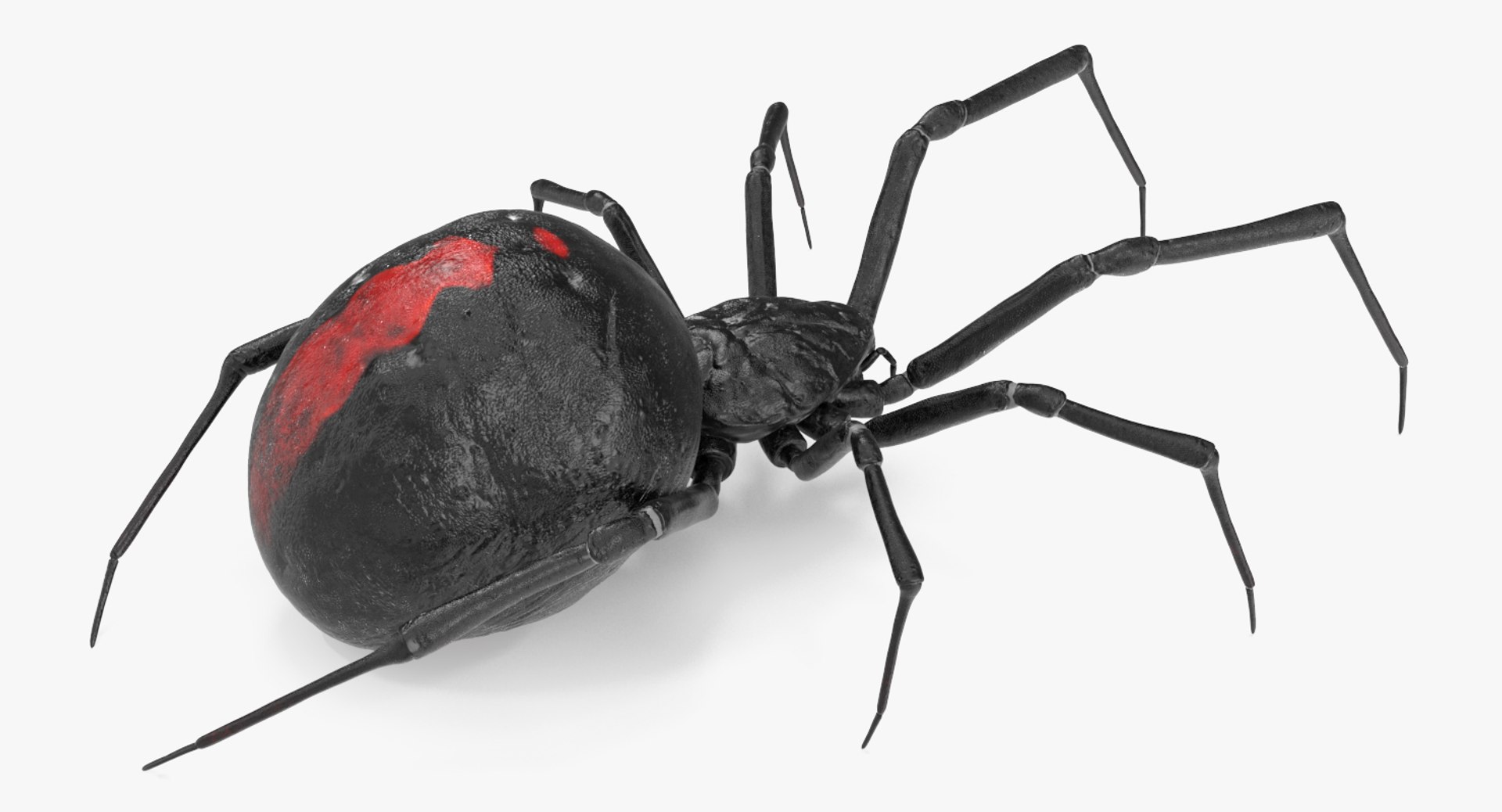 3D black widow spider rigged https://p.turbosquid.com/ts-thumb/xo/DbLb6Y/Gu65hM0u/blackwidowspiderriggedcinemac4d3dmodel05/jpg/1498191787/1920x1080/fit_q87/4eb45afc40e0669bd65c70d8a68cb9cda712b005/blackwidowspiderriggedcinemac4d3dmodel05.jpg