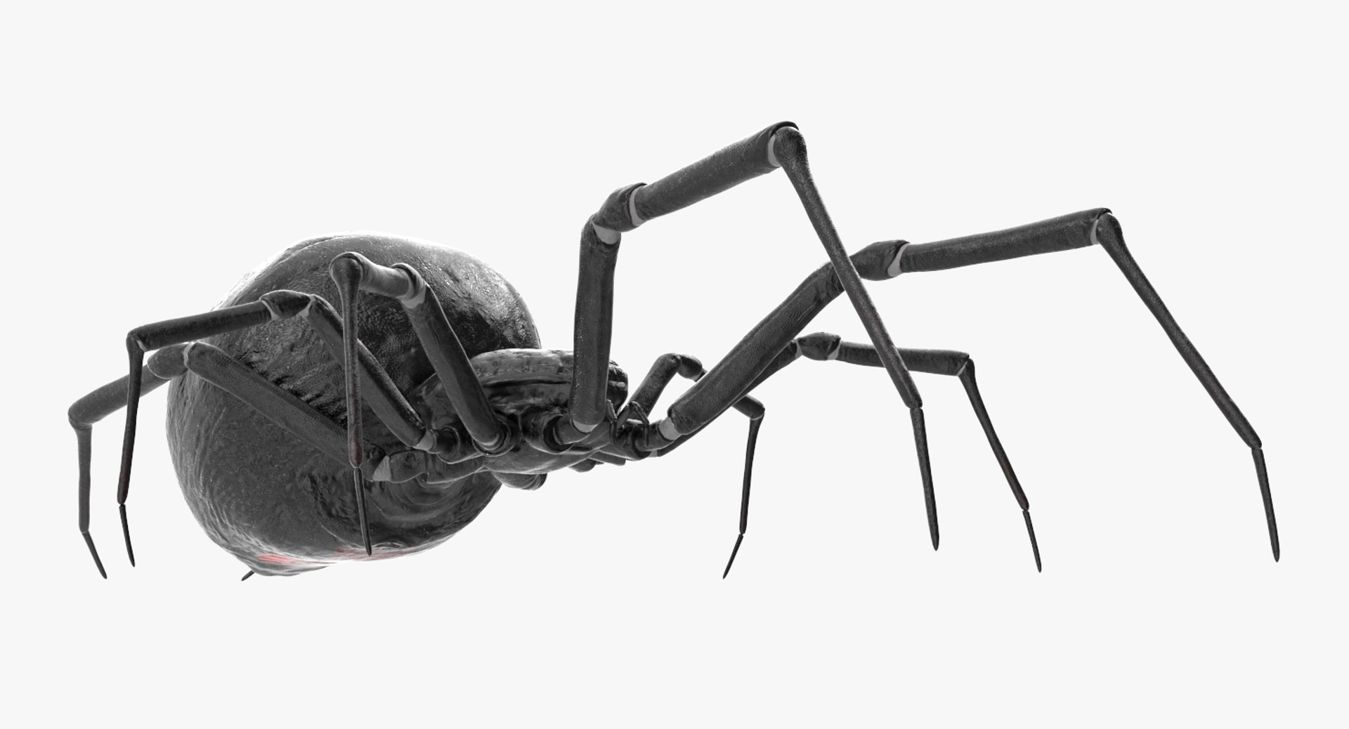 3D black widow spider rigged https://p.turbosquid.com/ts-thumb/xo/DbLb6Y/IIQFbYOv/blackwidowspiderriggedcinemac4d3dmodel07/jpg/1498191787/1920x1080/fit_q87/b40492bff4a8e0ba319186d7141680a89c3371ef/blackwidowspiderriggedcinemac4d3dmodel07.jpg