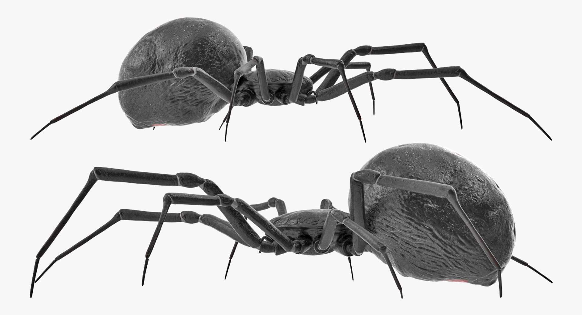 3D black widow spider rigged https://p.turbosquid.com/ts-thumb/xo/DbLb6Y/KeeKdtXW/blackwidowspiderriggedcinemac4d3dmodel18/jpg/1498191788/1920x1080/fit_q87/2a82c2c7b442bda1e750f9bb35bf874fa88ae938/blackwidowspiderriggedcinemac4d3dmodel18.jpg