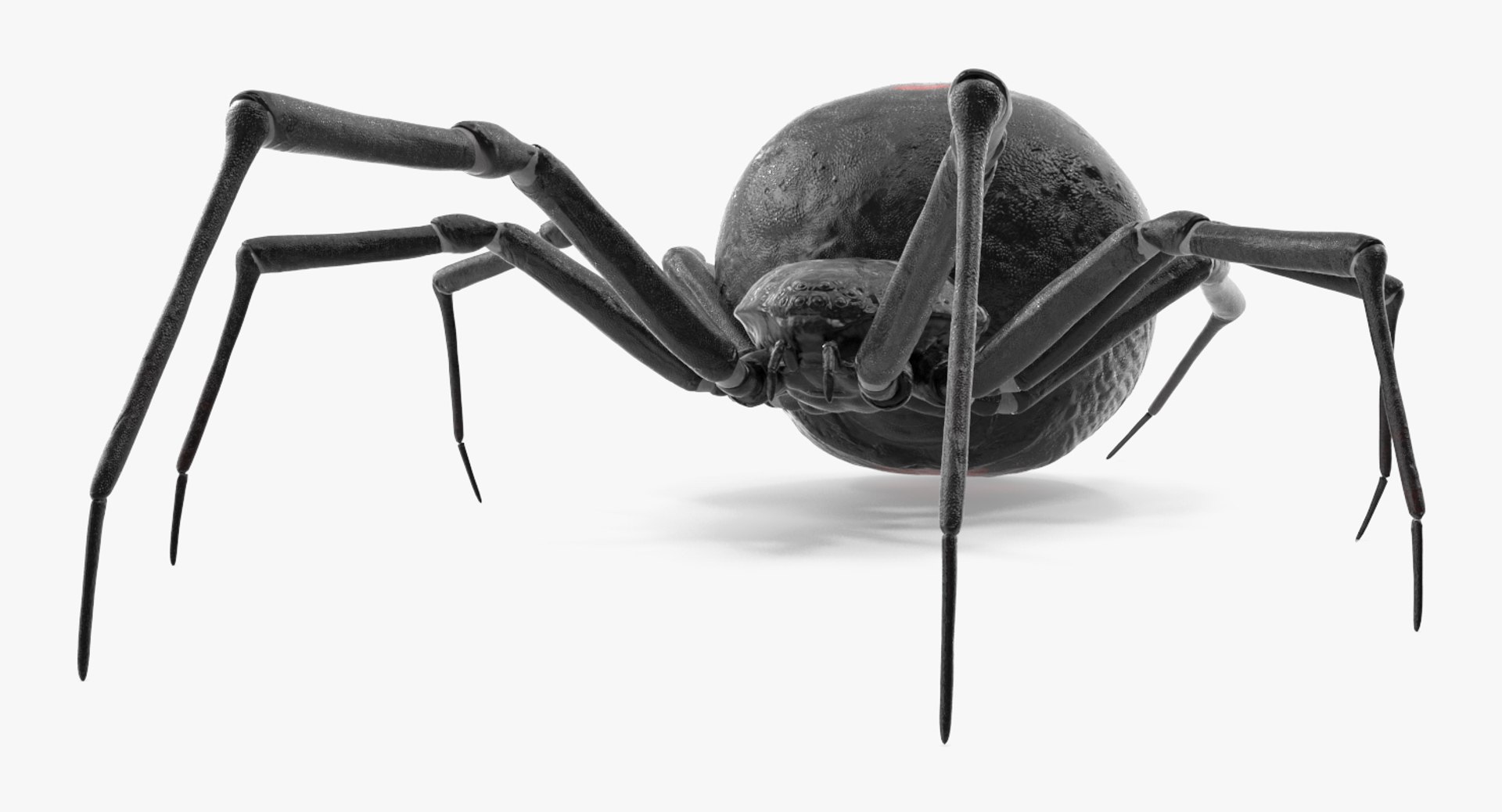 3D black widow spider rigged https://p.turbosquid.com/ts-thumb/xo/DbLb6Y/On9skWzK/blackwidowspiderriggedcinemac4d3dmodel06/jpg/1498191787/1920x1080/fit_q87/c39841d73956125566678289cf4375dfc591bdc6/blackwidowspiderriggedcinemac4d3dmodel06.jpg