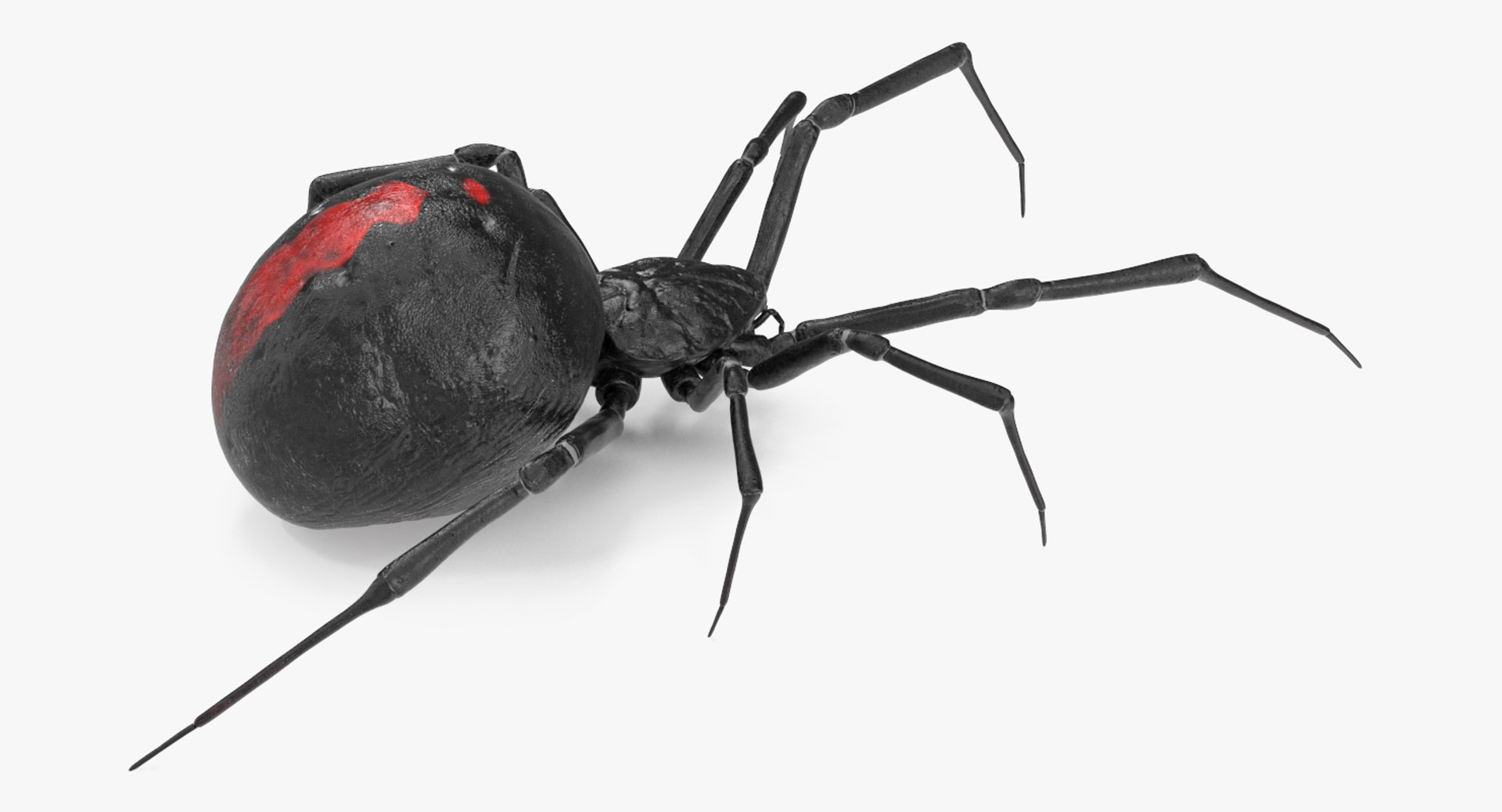 3D black widow spider rigged https://p.turbosquid.com/ts-thumb/xo/DbLb6Y/Yvl1sNwt/blackwidowspiderriggedcinemac4d3dmodel10/jpg/1498191787/1920x1080/fit_q87/368c06fc7969601a33c983155d817155a4d79b89/blackwidowspiderriggedcinemac4d3dmodel10.jpg