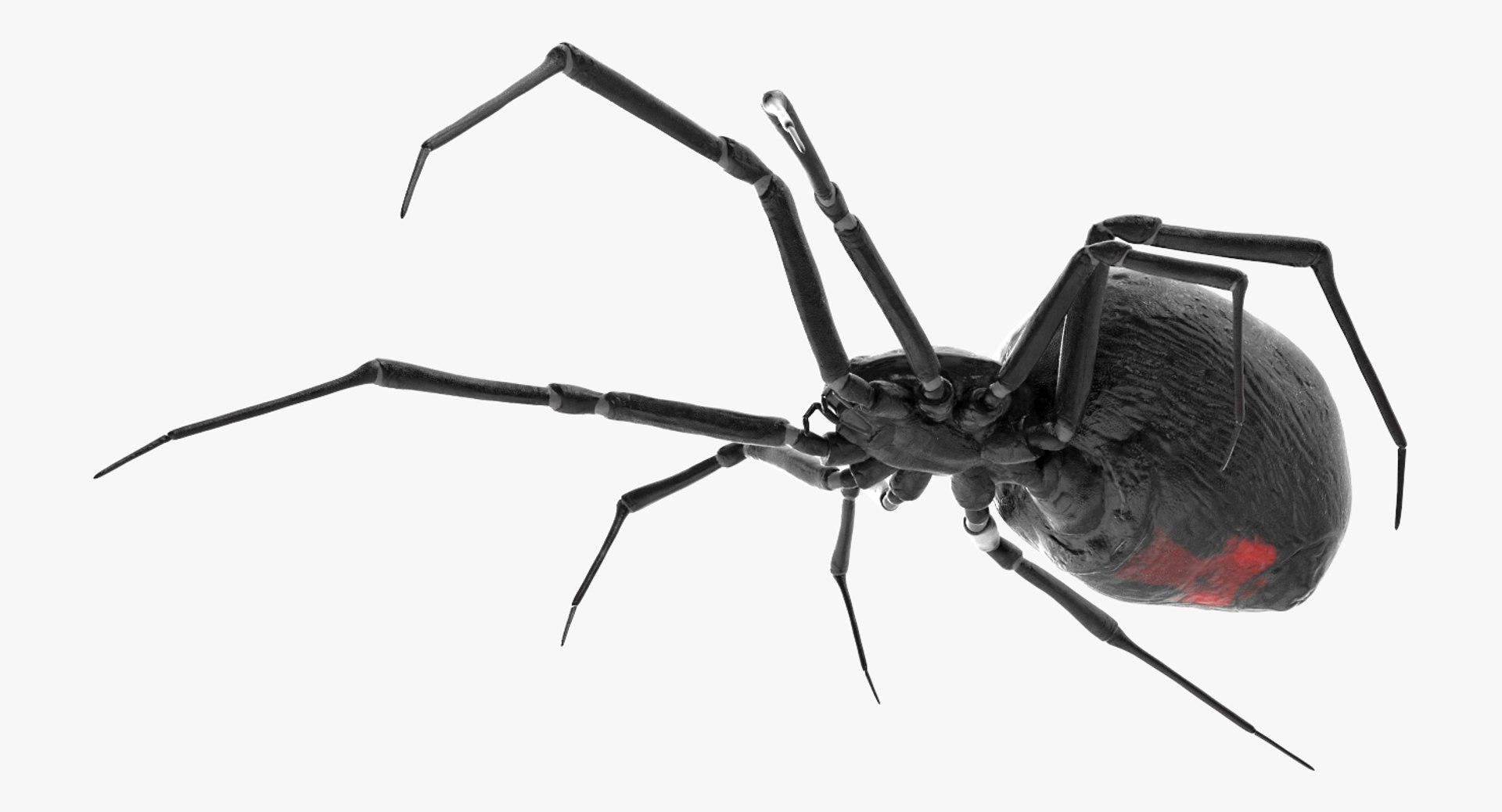 3D black widow spider rigged https://p.turbosquid.com/ts-thumb/xo/DbLb6Y/p3QVV1pE/blackwidowspiderriggedcinemac4d3dmodel15/jpg/1498191787/1920x1080/fit_q87/da3b336ee313877671fac59104a4080600be9cc6/blackwidowspiderriggedcinemac4d3dmodel15.jpg