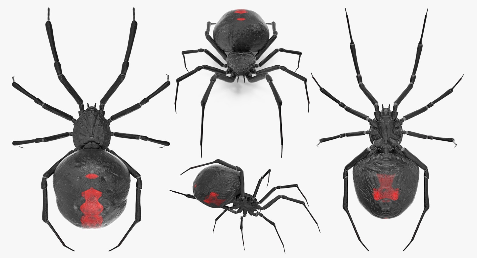 3D black widow spider rigged https://p.turbosquid.com/ts-thumb/xo/DbLb6Y/pzcZJEIi/blackwidowspiderriggedcinemac4d3dmodel19/jpg/1498191788/1920x1080/fit_q87/f879efad6eb073852f4dd953839fb0efd881197a/blackwidowspiderriggedcinemac4d3dmodel19.jpg