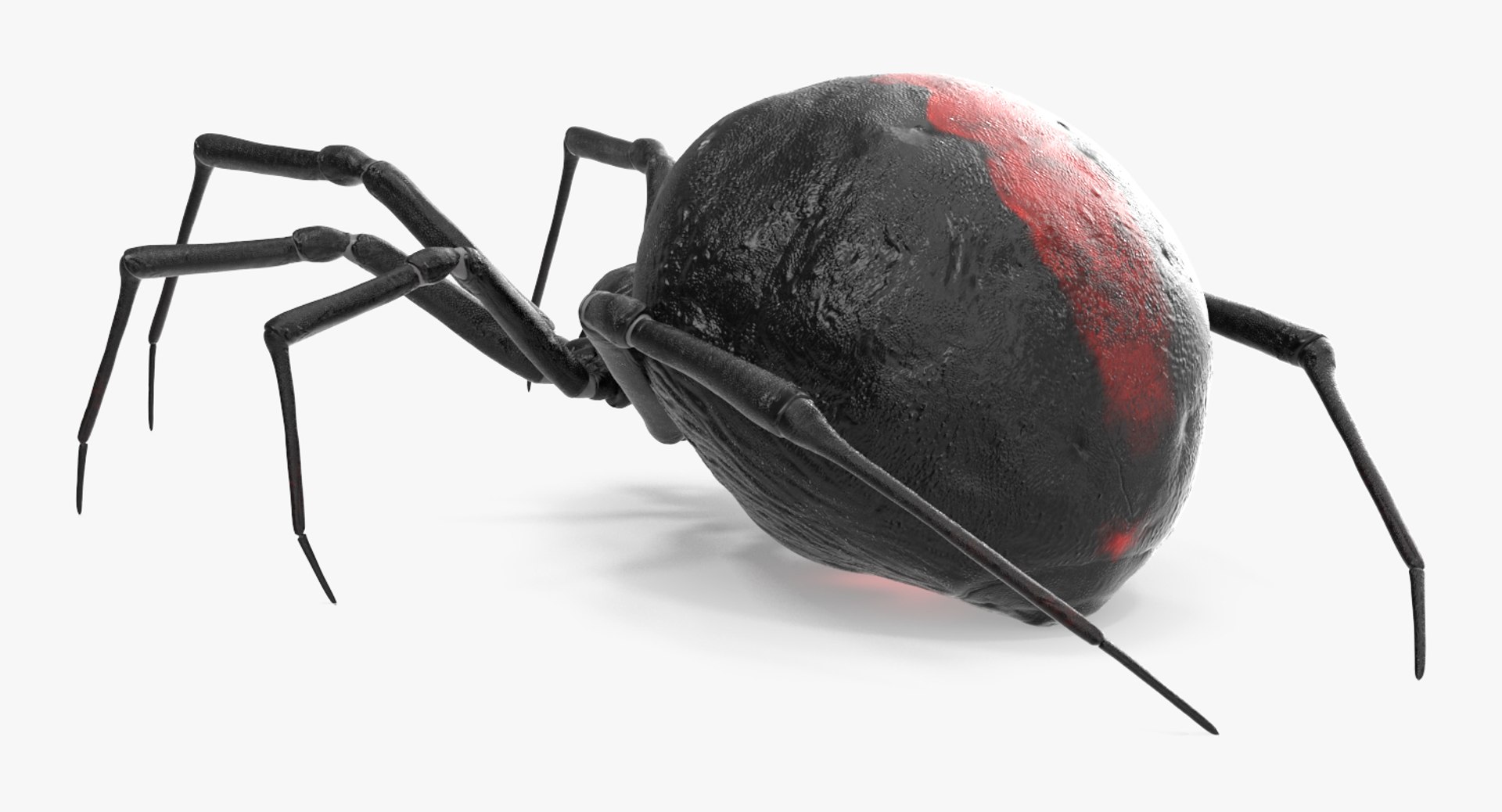 3D black widow spider rigged https://p.turbosquid.com/ts-thumb/xo/DbLb6Y/whXCM2ry/blackwidowspiderriggedcinemac4d3dmodel03/jpg/1498191786/1920x1080/fit_q87/77b2defdb4f4134ad1df2cf12b43d49634df91b8/blackwidowspiderriggedcinemac4d3dmodel03.jpg