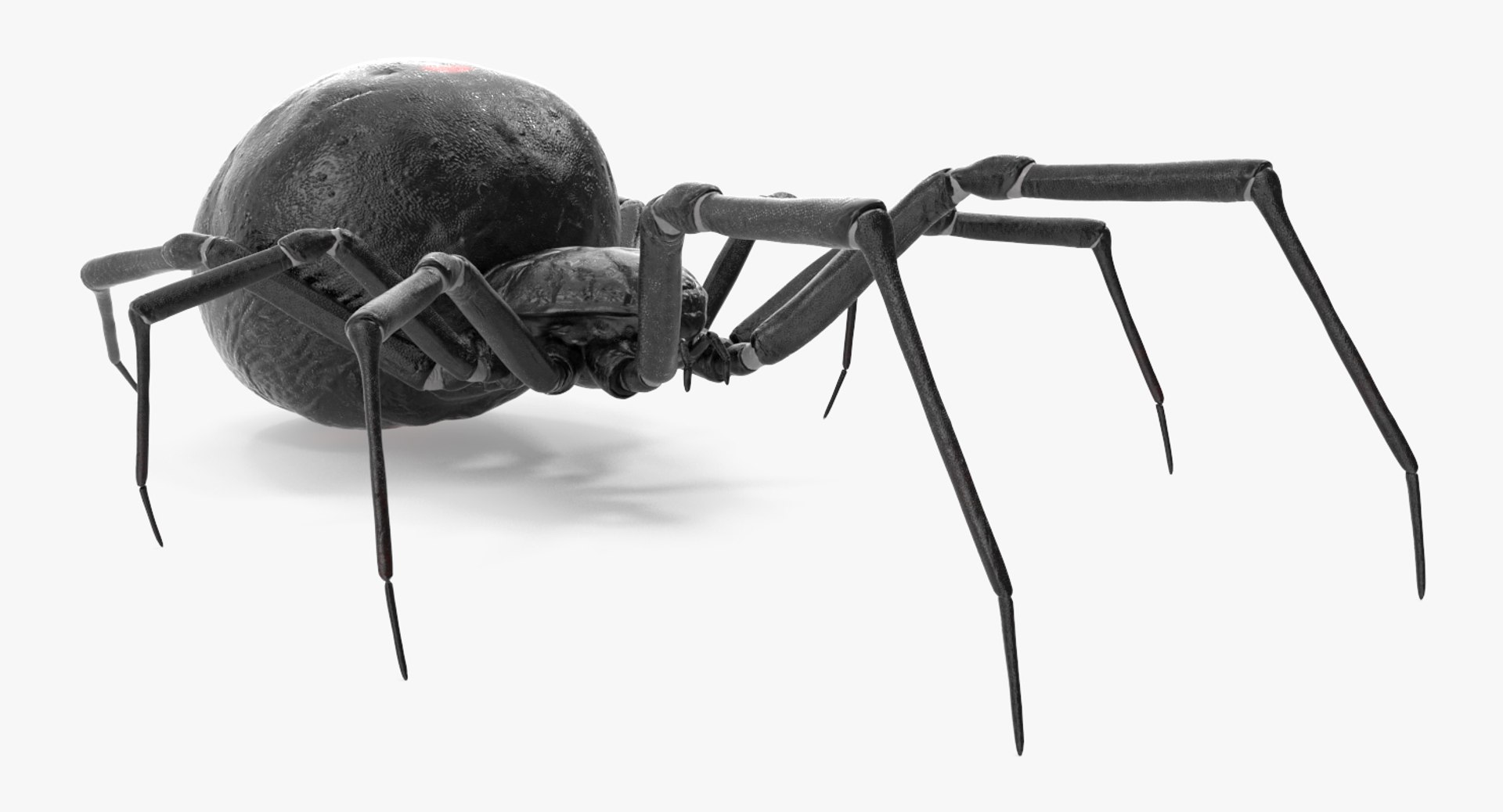 3D black widow spider rigged https://p.turbosquid.com/ts-thumb/xo/DbLb6Y/ybEu81QT/blackwidowspiderriggedcinemac4d3dmodel04/jpg/1498191787/1920x1080/fit_q87/d4466bae9a476e20bb63c5adb8cb9668e055dca8/blackwidowspiderriggedcinemac4d3dmodel04.jpg