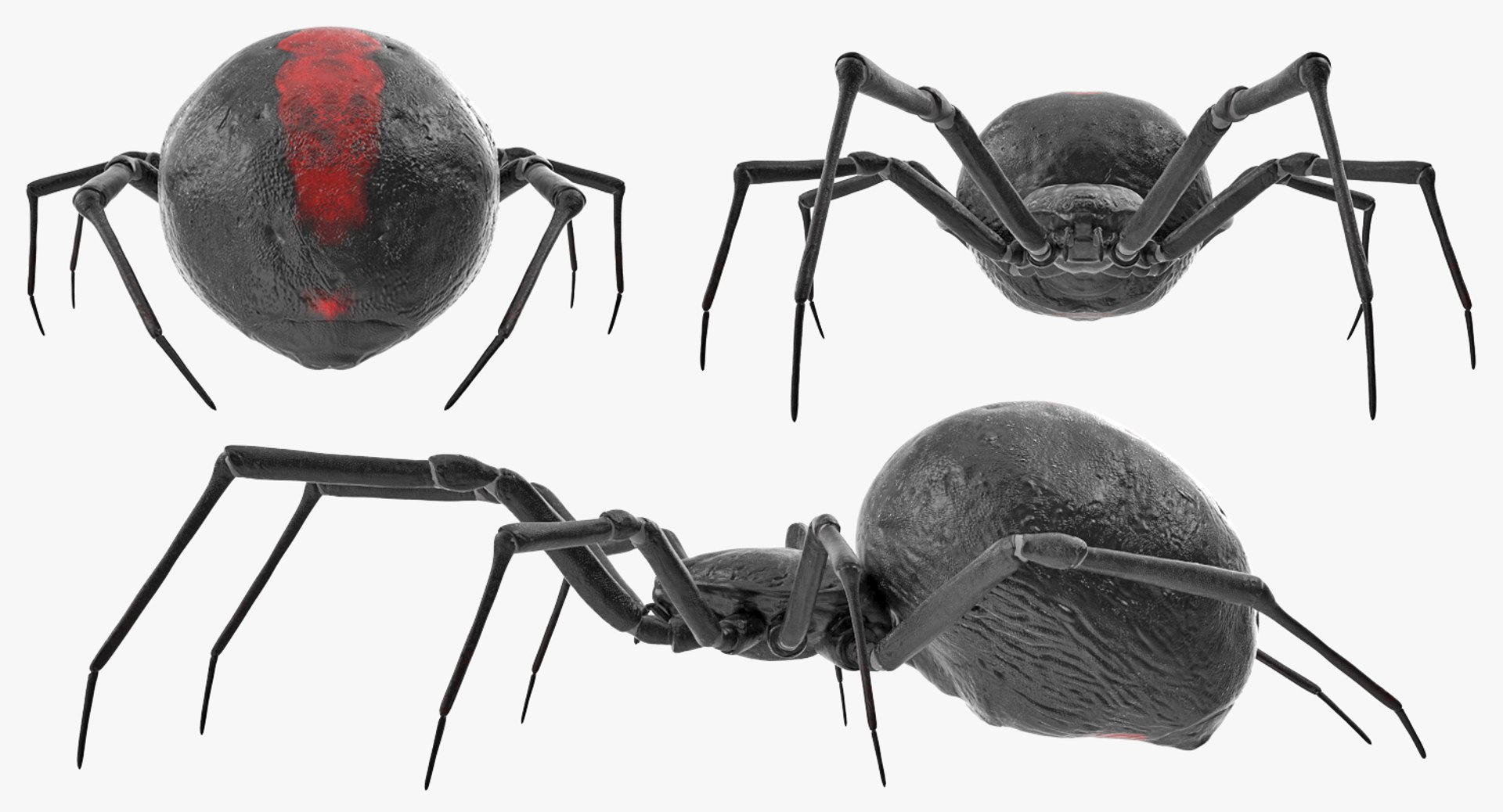 3D black widow spider rigged https://p.turbosquid.com/ts-thumb/xo/DbLb6Y/zro3bxY1/blackwidowspiderriggedcinemac4d3dmodel17/jpg/1498191787/1920x1080/fit_q87/48b6f14c9645affccb6be5a15fd9aee492202222/blackwidowspiderriggedcinemac4d3dmodel17.jpg