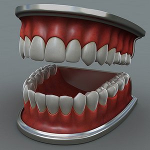Human Jaw