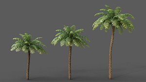 3D XfrogPlants Rough Tree Fern - Cyathea Australis