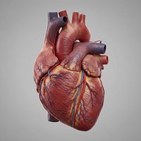 Human heart