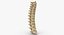 3D real human spine bones