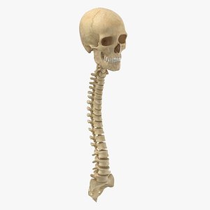 Real Human Spine Bones Male Skull and Jaw Anatomy 01