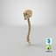 3D real human spine bones