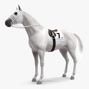 3D racehorse white animal horse model