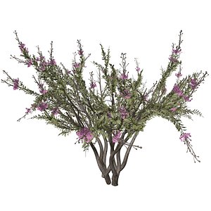 Crape Myrtle Tree - 10 -