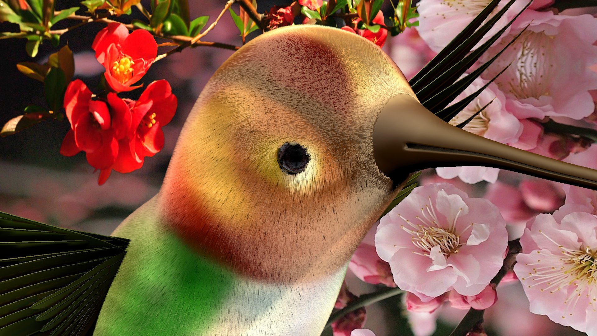 hummingbird birds c4d