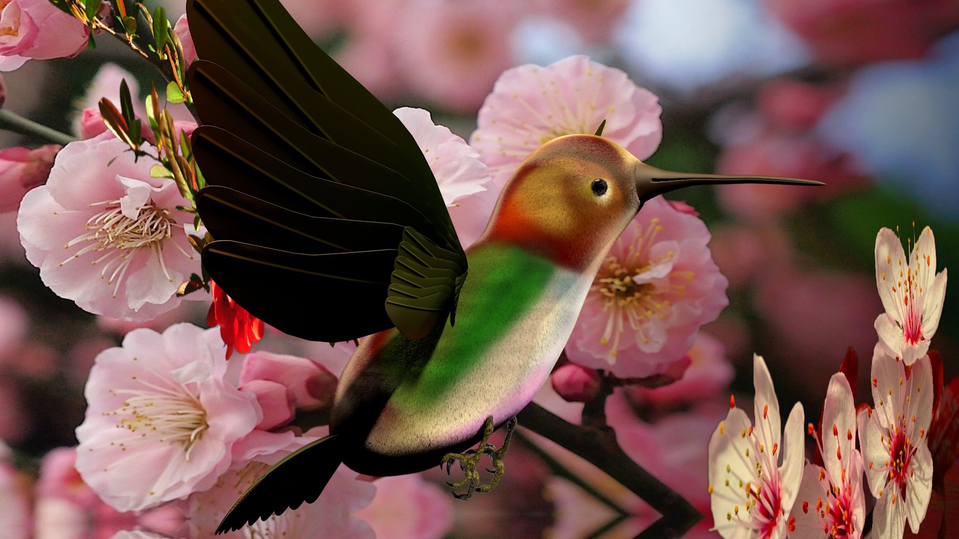 hummingbird birds c4d