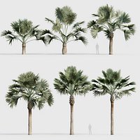 Bismarckia nobilis - Silver Bismarck Palm 05 3D model
